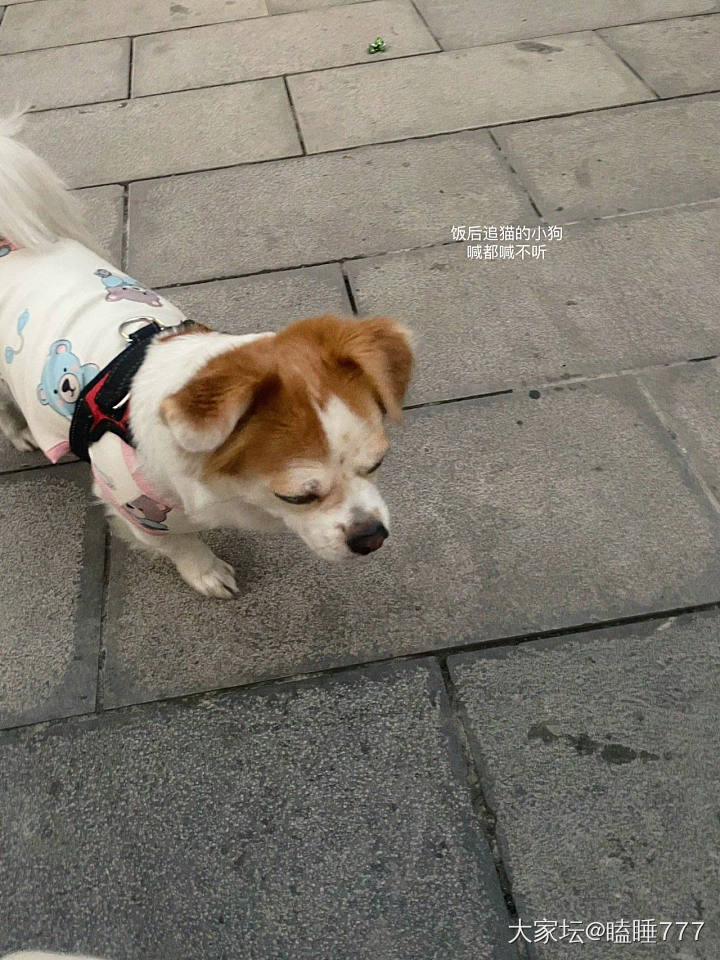 青岩古镇一日游记_旅游