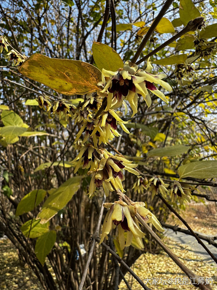 冬天照例身体不好，一年班上得鸡飞狗跳。线上坛子里混着非常愉快，线下日常沉迷恋爱。_手饰银