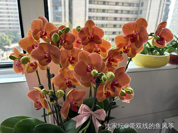 晒种的花_花