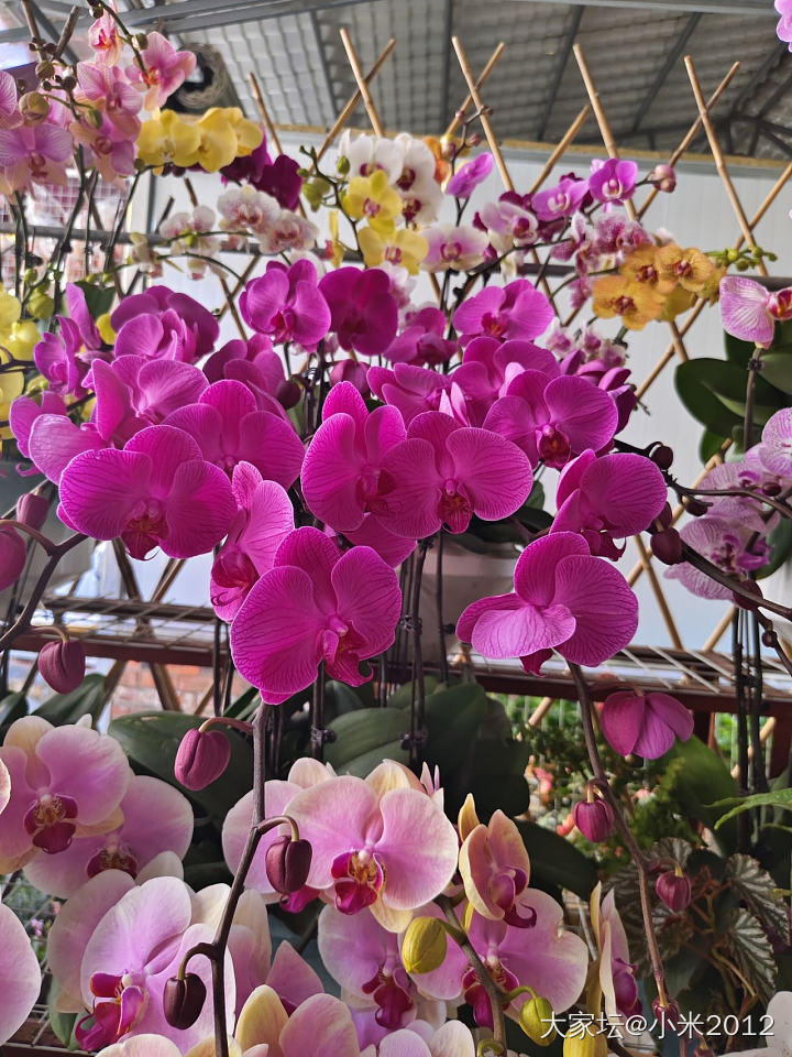 今天帮别人买了一棵蝴蝶兰_花