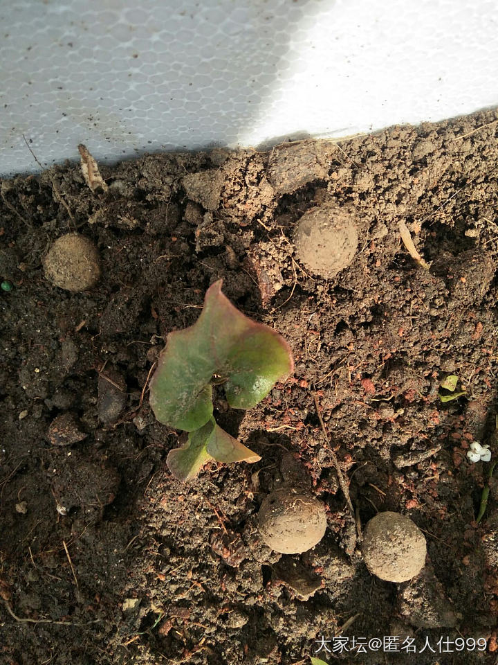 花草:鱼腥草_食材花植物