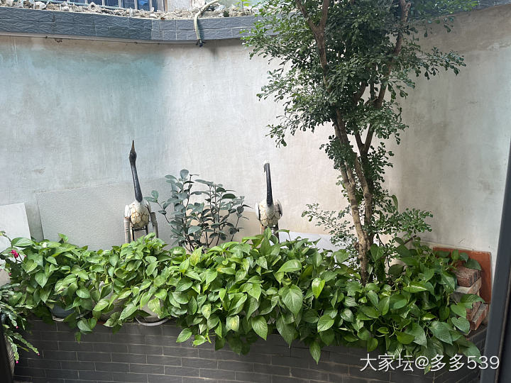 一到公公家，他就一直给我介绍他种的花花草草，确实是种得挺好的_植物