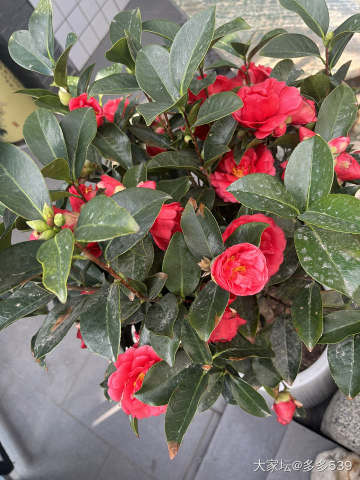 一到公公家，他就一直给我介绍他种的花花草草，确实是种得挺好的_植物