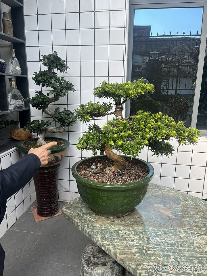 一到公公家，他就一直给我介绍他种的花花草草，确实是种得挺好的_植物