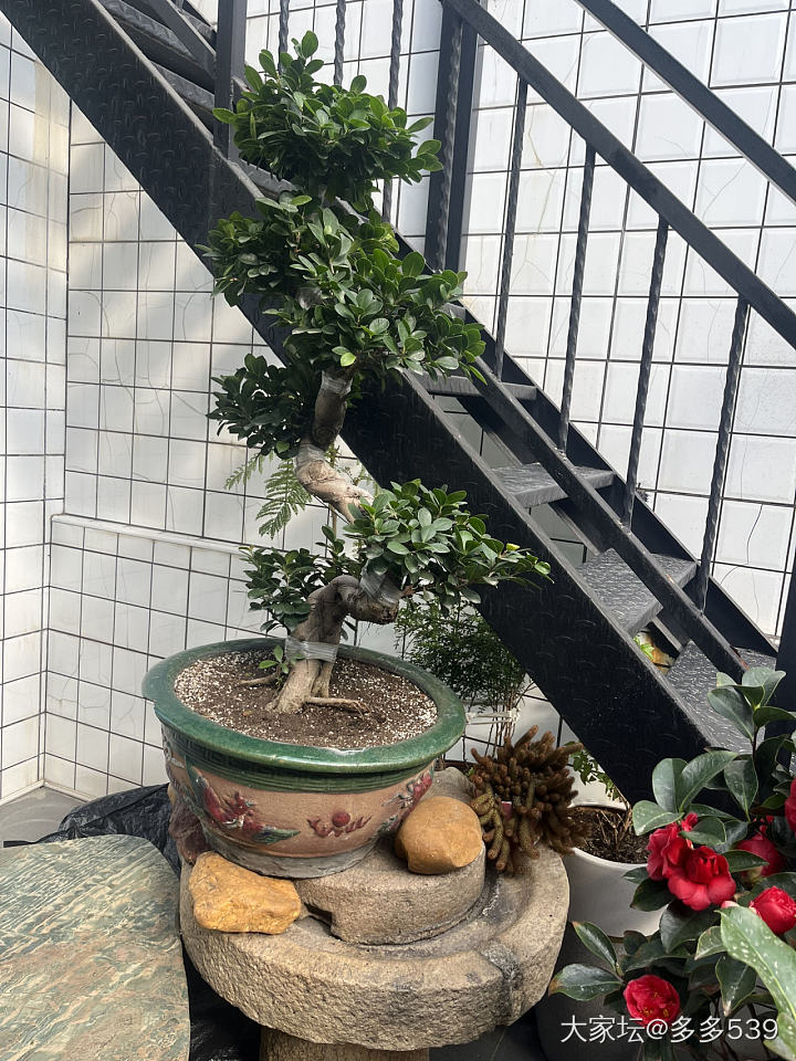 一到公公家，他就一直给我介绍他种的花花草草，确实是种得挺好的_植物