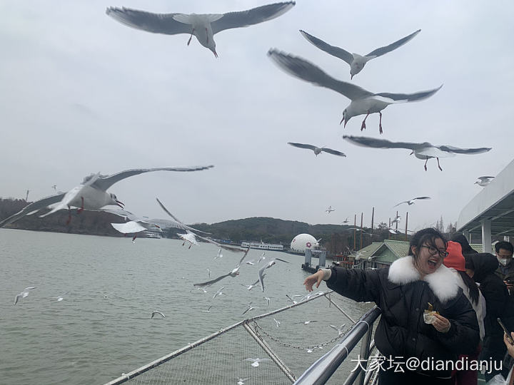 带娃到鼋头渚喂红嘴鸥，吹吹太湖的风_旅游