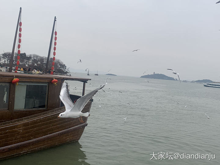 带娃到鼋头渚喂红嘴鸥，吹吹太湖的风_旅游