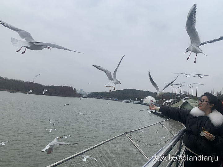 带娃到鼋头渚喂红嘴鸥，吹吹太湖的风_旅游