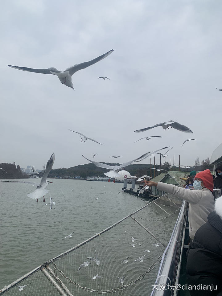 带娃到鼋头渚喂红嘴鸥，吹吹太湖的风_旅游