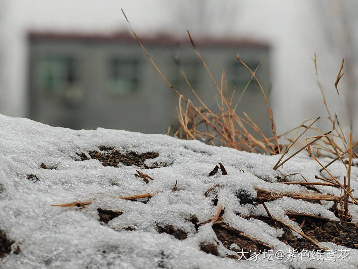 可怜的小雪_闲聊