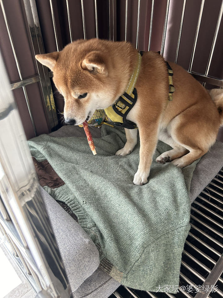 让我们谢谢小狗_金