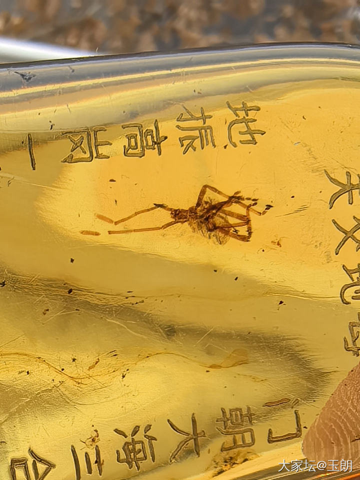 这是什么虫虫_琥珀蜜蜡