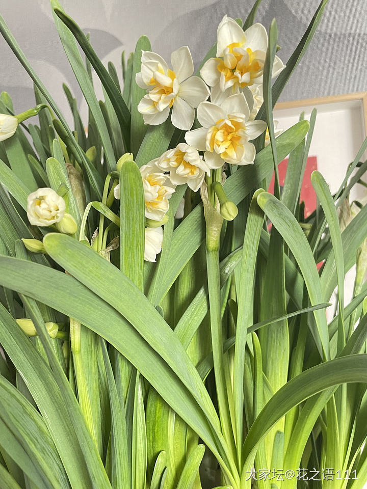 水仙花_植物