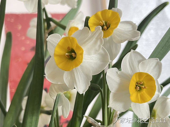 水仙花_植物