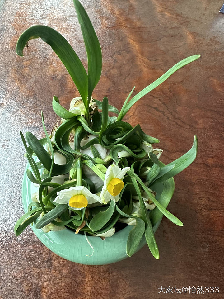水仙花_植物
