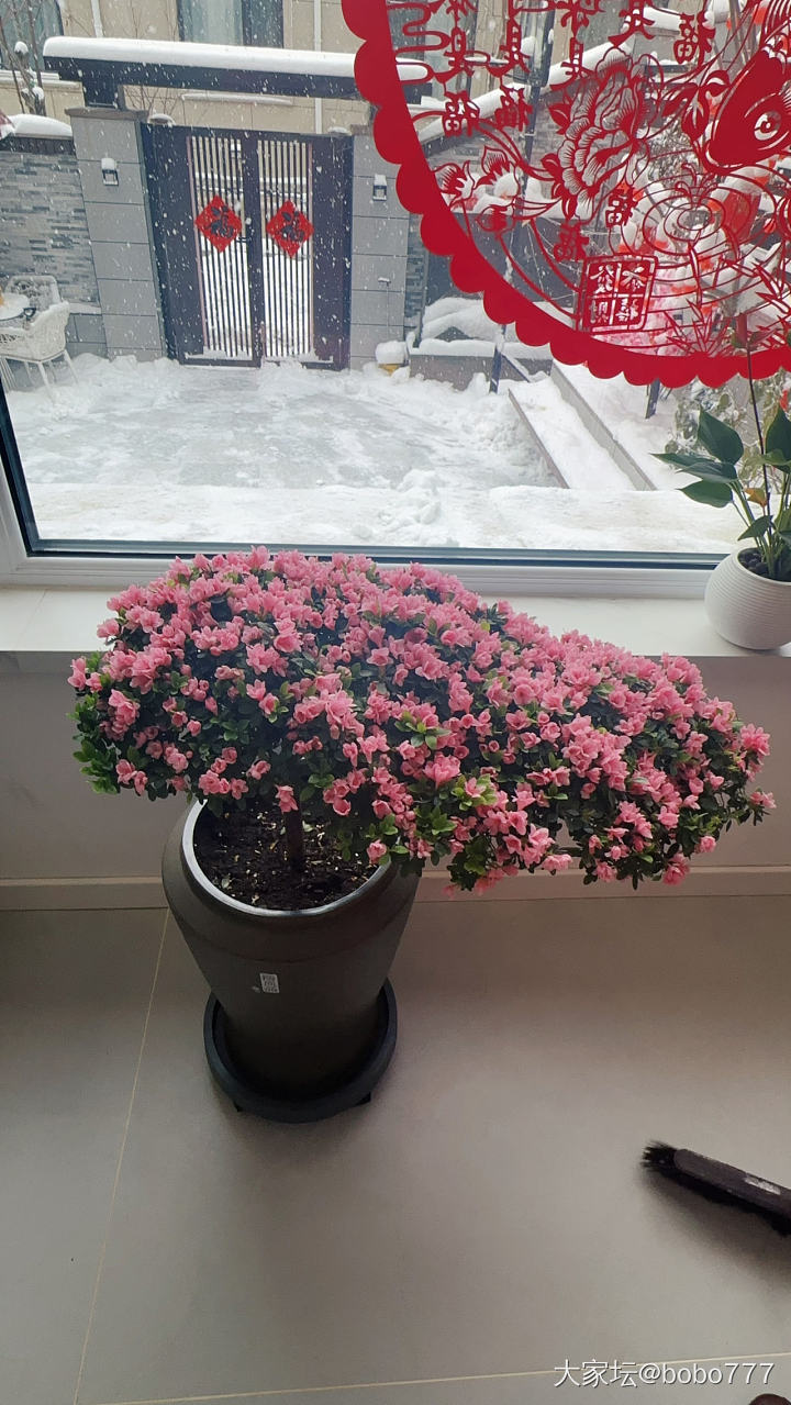 除夕快乐🎉蛇年大吉 阖家幸福_节日