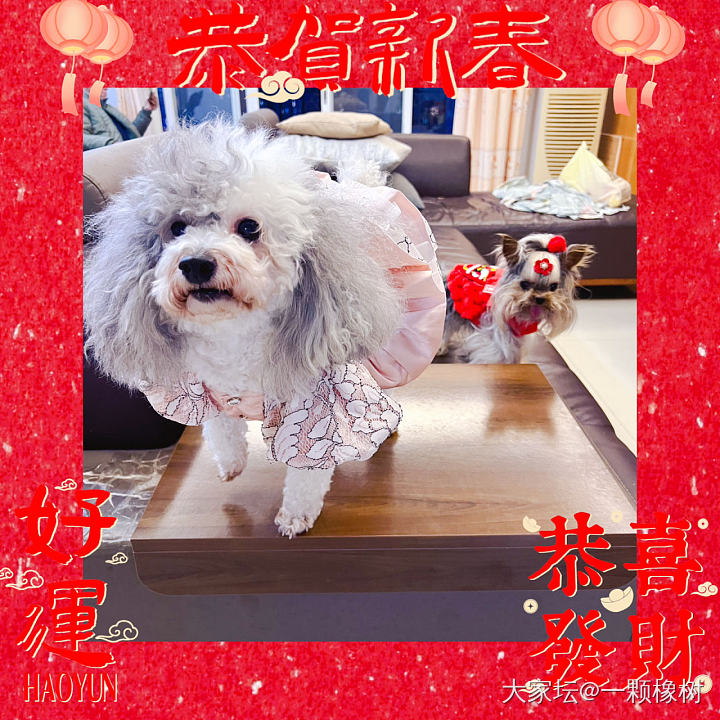 给姨姨、姐姐们拜年啦_狗