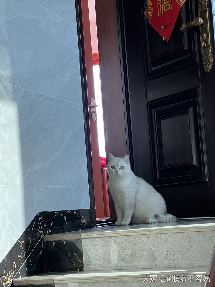 回村的猫，不敢下楼_宠物