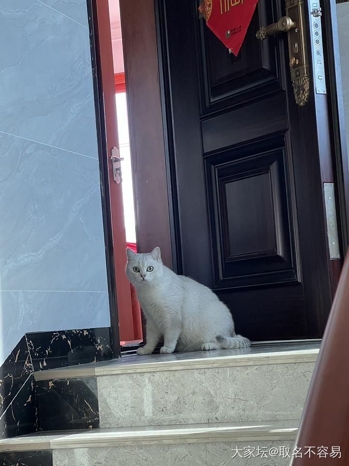 回村的猫，不敢下楼_宠物