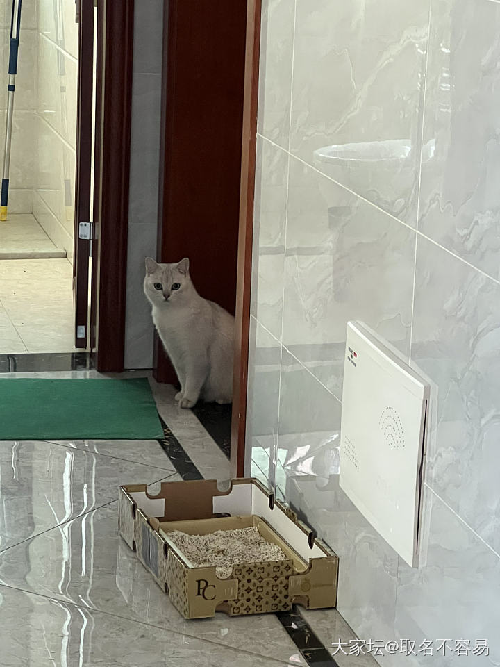 回村的猫，不敢下楼_宠物