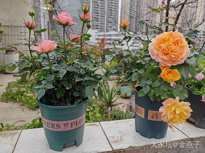 掉月季坑了。开挂的两广花开不断。_花