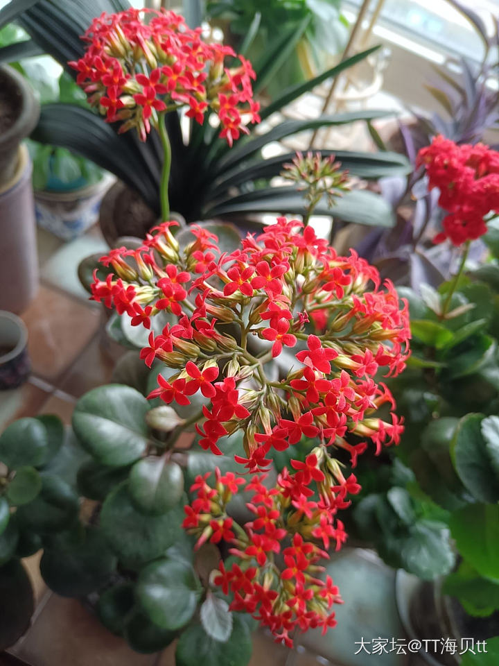 掉月季坑了。开挂的两广花开不断。_花