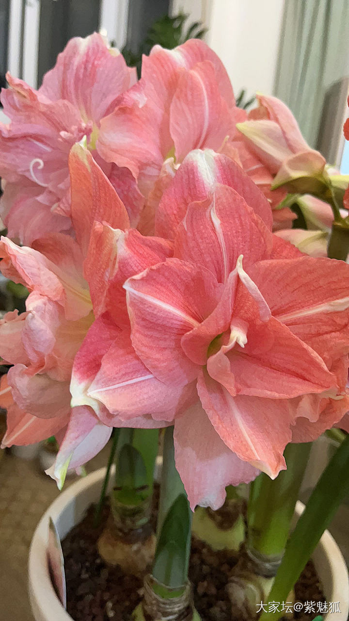 掉月季坑了。开挂的两广花开不断。_花