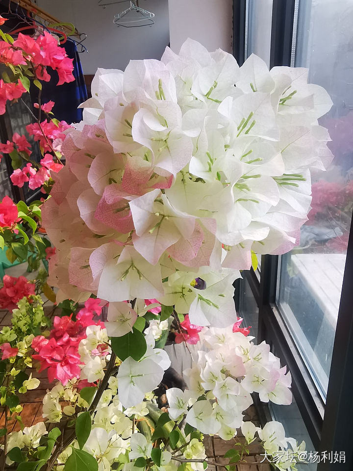 掉月季坑了。开挂的两广花开不断。_花