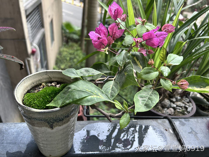 转眼间14年了_植物