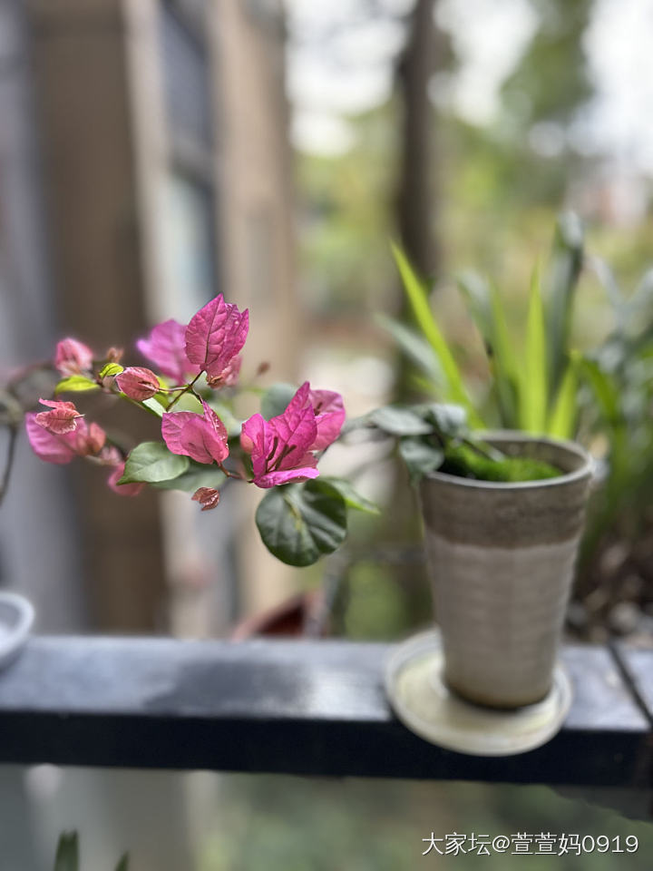 转眼间14年了_植物