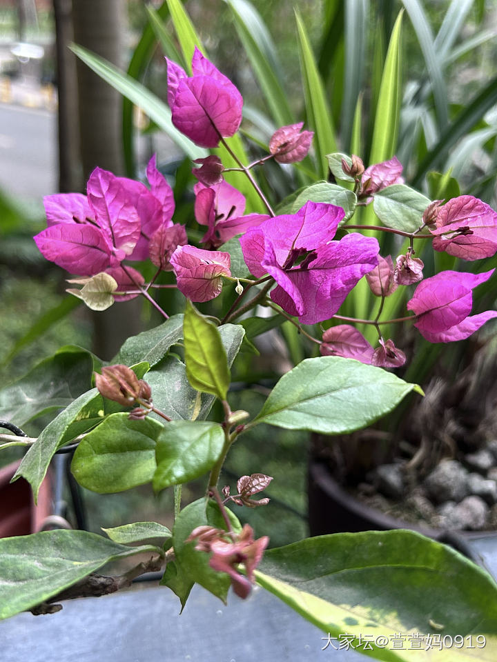 转眼间14年了_植物