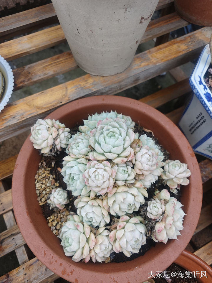 南昌阴雨天的花，顺便聊聊江西彩礼_植物