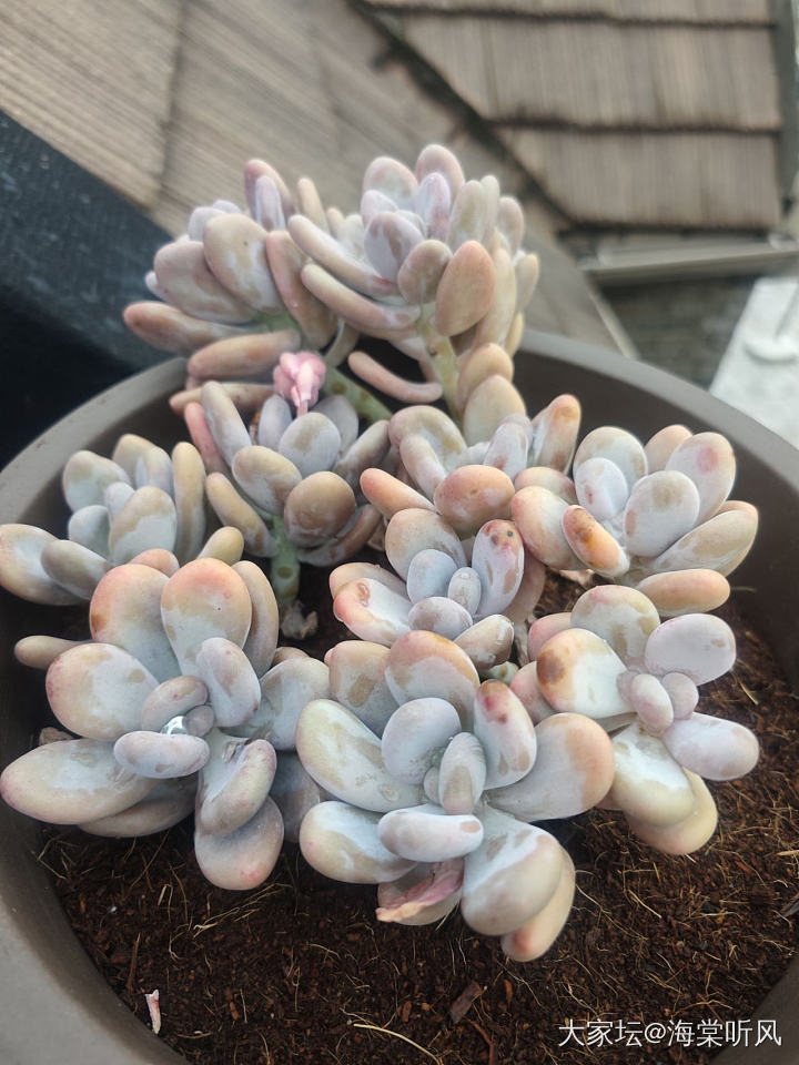 南昌阴雨天的花，顺便聊聊江西彩礼_植物