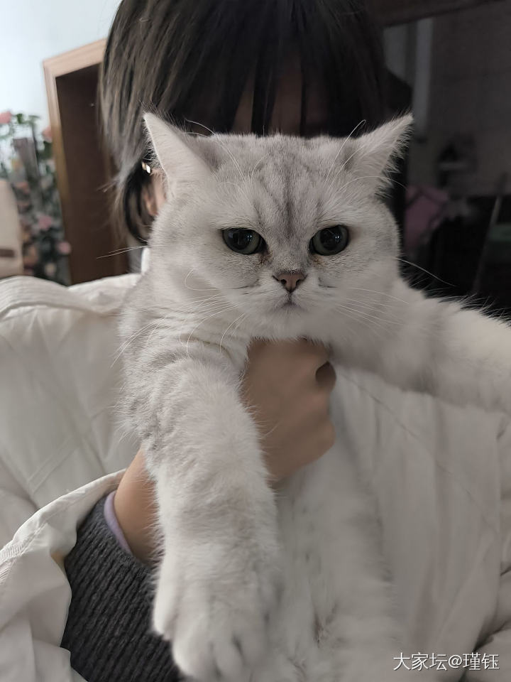 小猫_猫