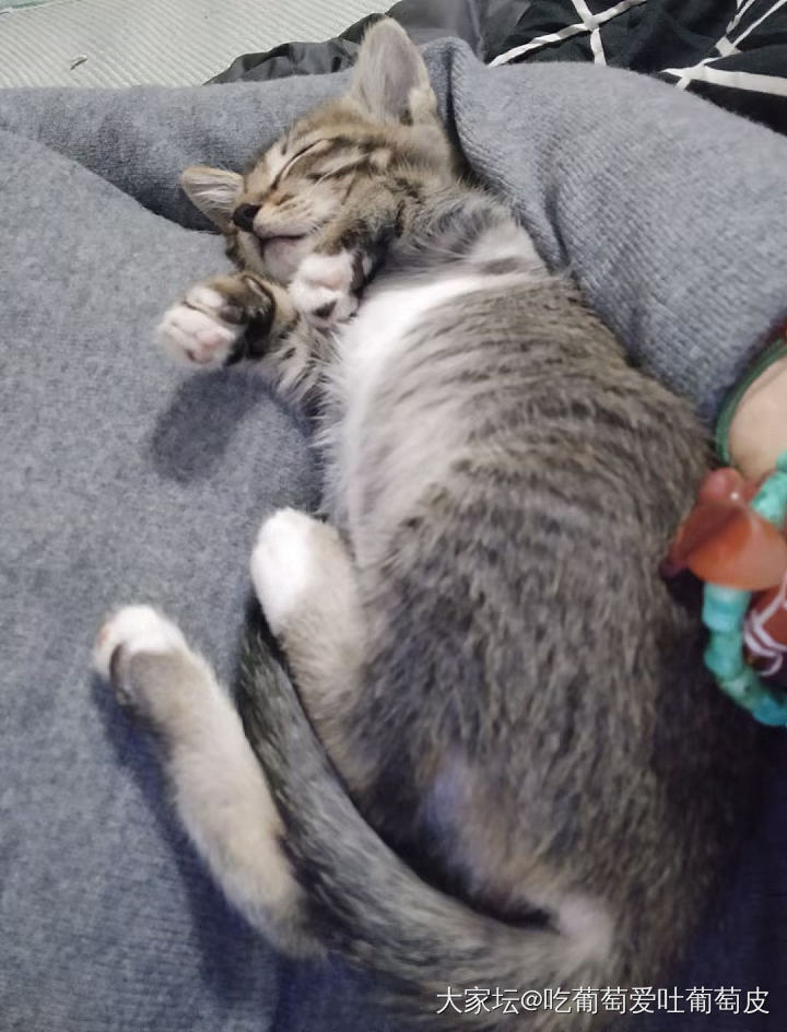 小猫_猫