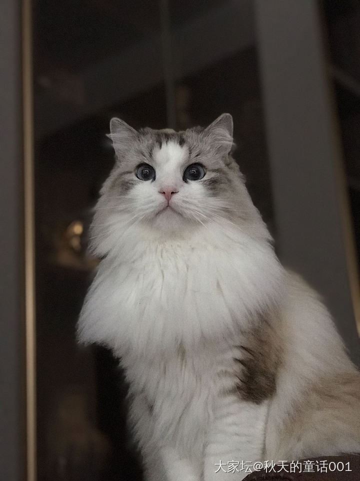 小猫_猫