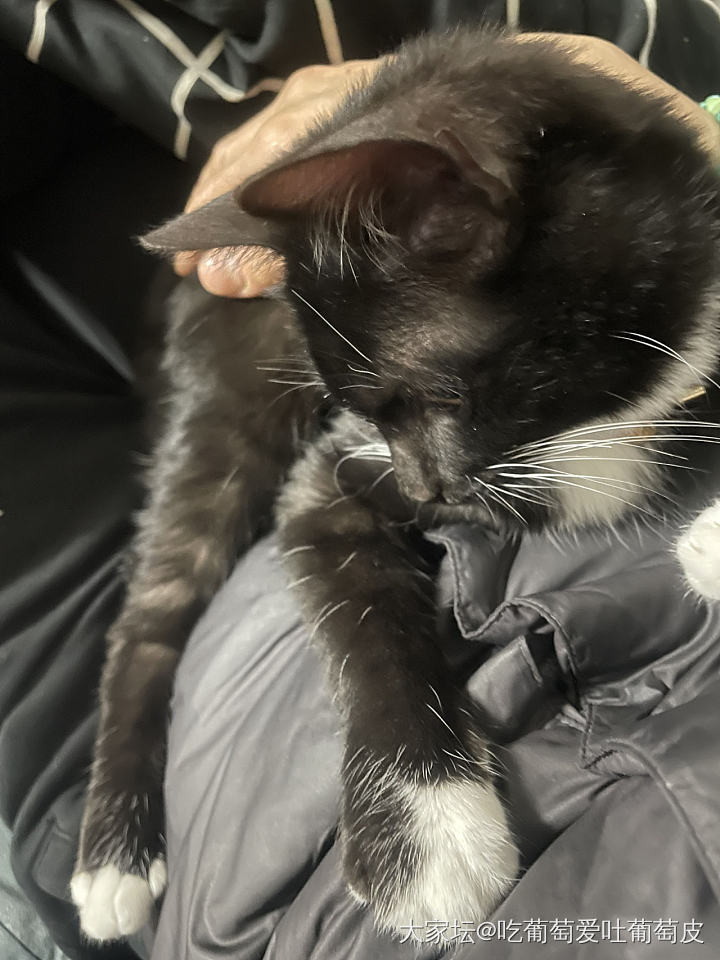 小猫_猫