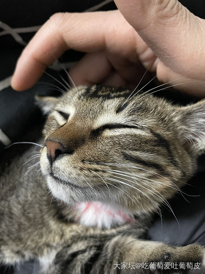 小猫_猫