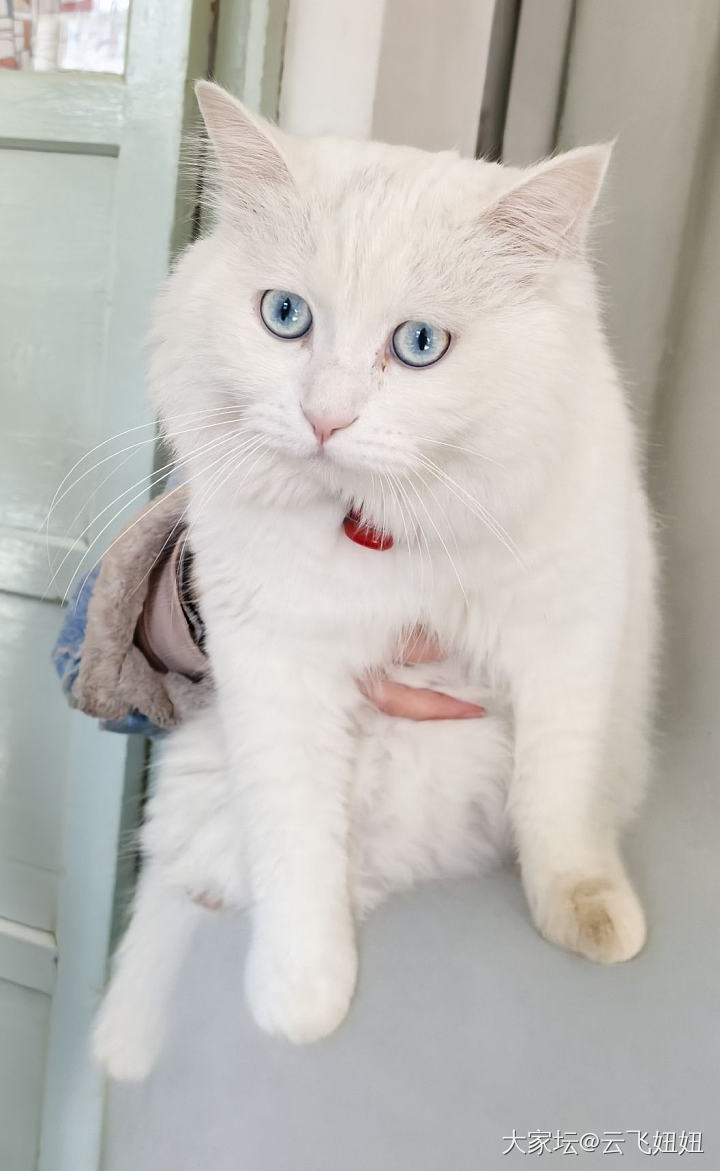 小猫_猫
