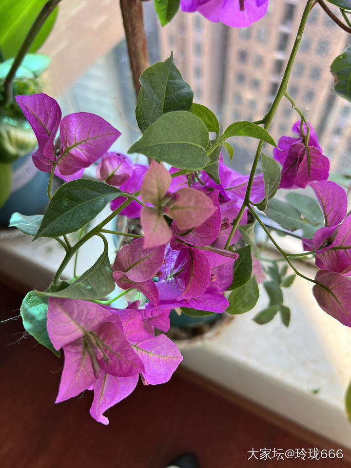 新年花花_花