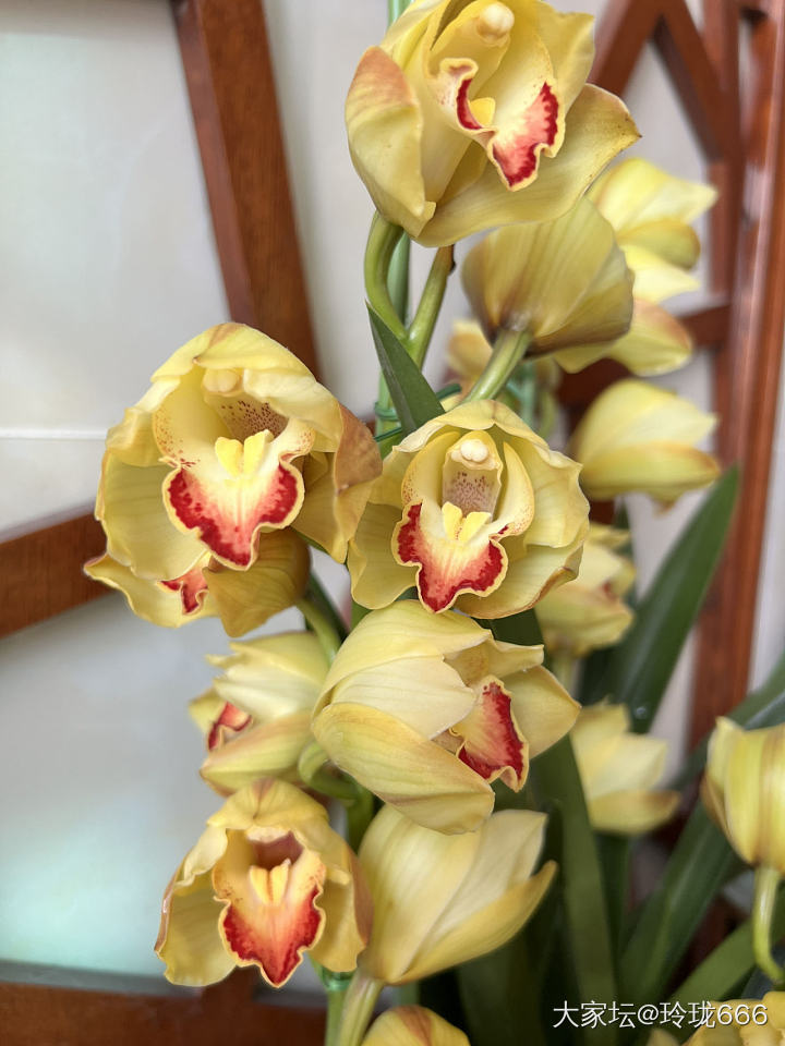 新年花花_花