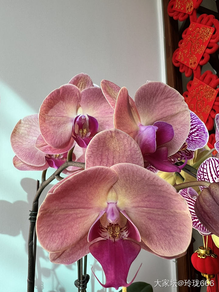 新年花花_花