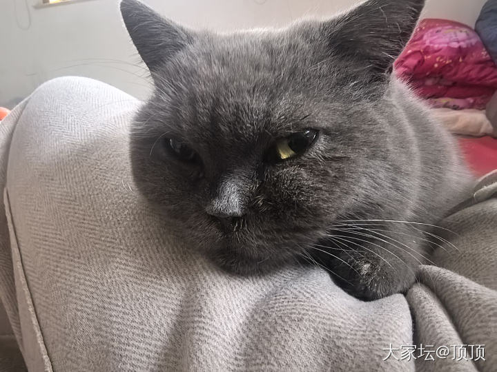 猫猫能吃感冒药吗_猫