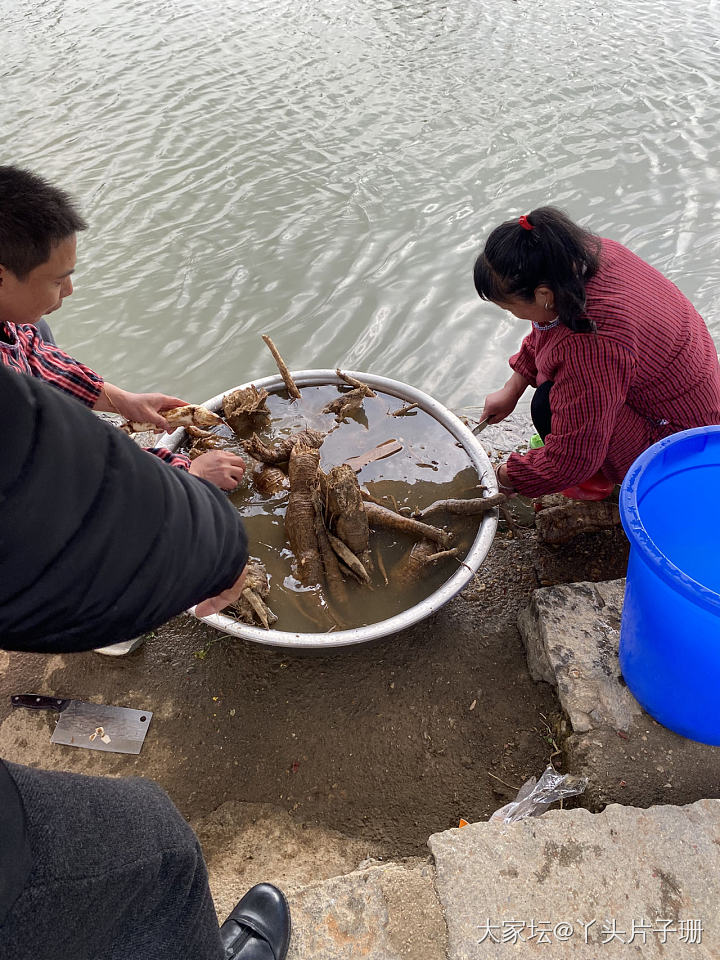 看人家去挖了这么多葛根回来，在池塘里洗，_美食