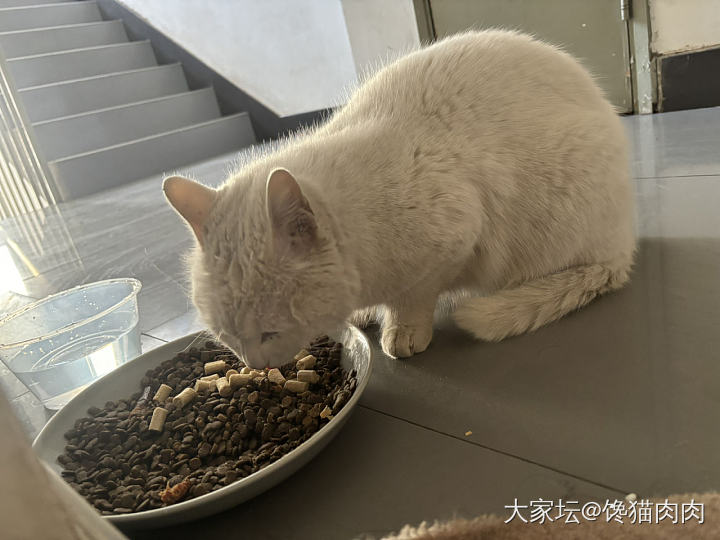 楼道里的小流浪_闲聊