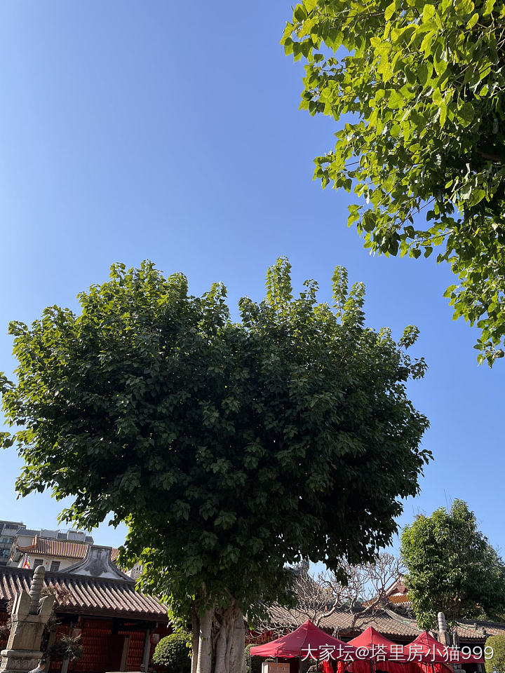 开元寺_文玩