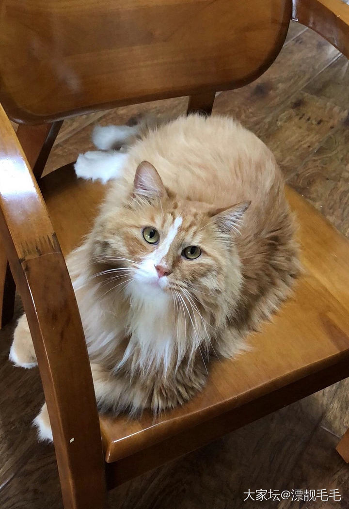 忽然发现猫里面最好看的原来是橘猫～_猫