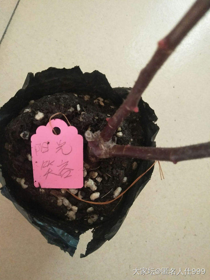 边淘汰边购买_花植物