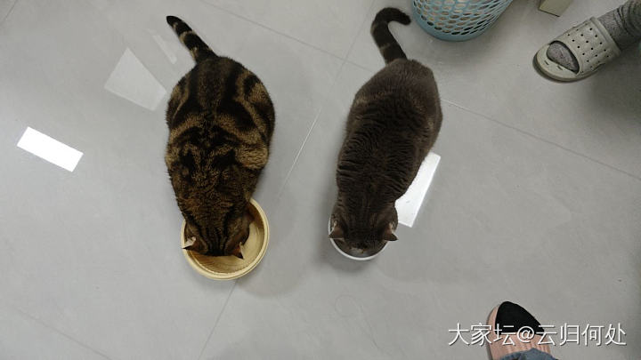 就没有我家逆子开不了的门！_猫