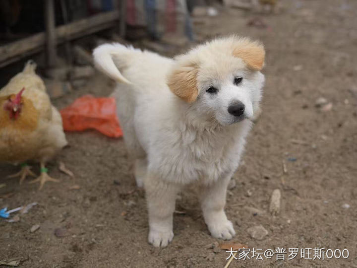 狗狗和猫猫_宠物